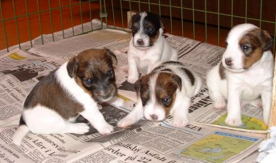 L�sa eller kissa...?