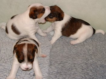 Viktor smakar p� Vanilla