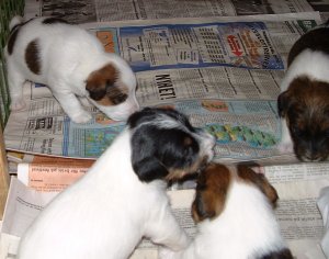 Viktor l�ser tidningen...