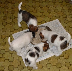 Mat...gr�t.....bl���....usch