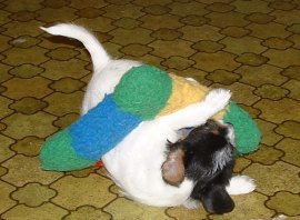 Viktoria inf�ngad av mysko sak