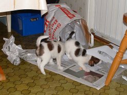 Sopsortering �r viktigt 