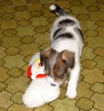 Vanessa r�ddar tomten