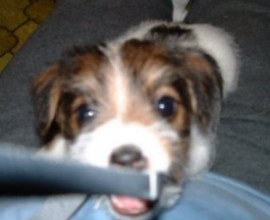 Vanessa f�rs�ker tjuva kameran