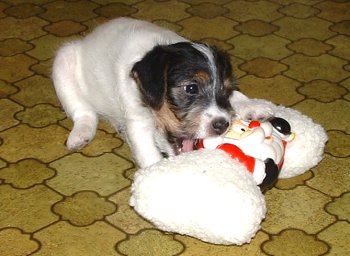 Viktoria f�rs�ker �ta tomtegubben