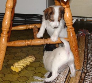 Viktoria konstaterar att Viktor �r pojke