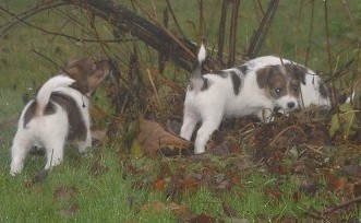 Utforskning av buske �r intressant