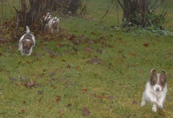 Br�dis br�dis s� vi hinner med mycket