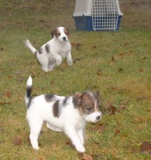 Full fart fr�n b�rjan