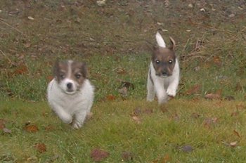 Vanessa och Vanilla t�vlar