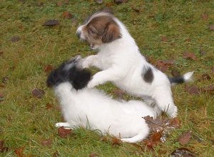 Vanessa & Viktoria g�r upp