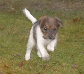 Vanilla p� spr�ng