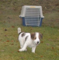 Viktor dansar av gl�dje