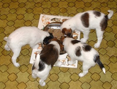 Tankning  inf�r dagens strapatser