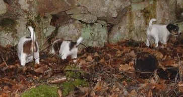 Ruskigt st�lle utforskas