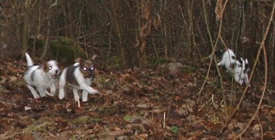 Full rulle i storskogen