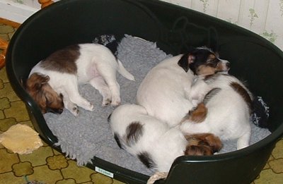 Tr�tta efter en l�ng dag