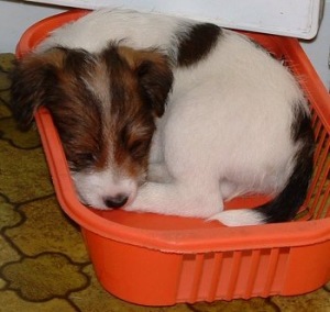 Vanessa f�redrag egen l�cker korg