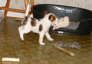 Viktor har br�dis att samla in saker