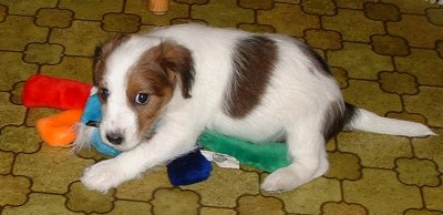 Viktor - det h�r �r min