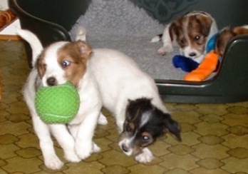 Viktor samlar p� sig mera saker