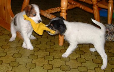 Viktor och Viktoria kampar om f�geln