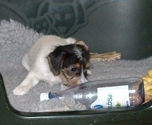 Viktoria �r t�rstig