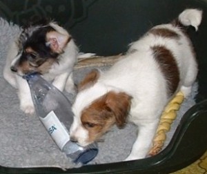 Viktoria & Viktor f�rs�ker �ppna flaska