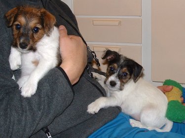 Vanilla och Viktoria i husses kn�