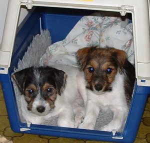 Tr�tta Viktoria och Vanilla