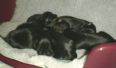 Elsa's valpar, födda 10 juni 2001