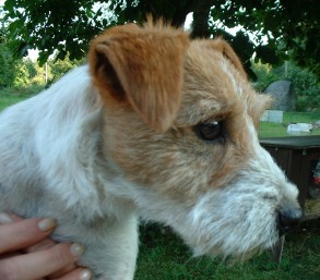 Jackson's Hj�sta Anka