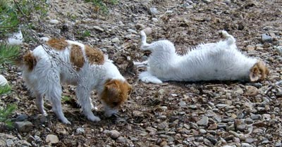 Vicki och Molly �land juni 2003