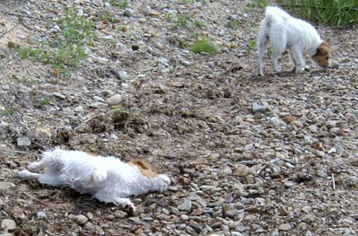 Vicki och Molly �land juni 2003