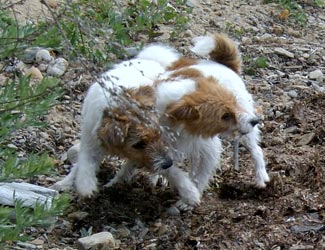 Vicki och Molly �land juni 2003