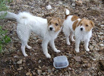 Vicki och Molly �land juni 2003