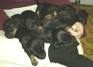 Ass & Lovisas valpar födda 00-03-15