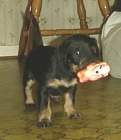 Ass & Lovisas valpar födda 00-03-15