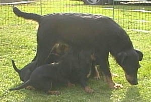 Ass & Lovisas valpar födda 00-03-15