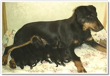 Ass & Lovisas valpar födda 00-03-15