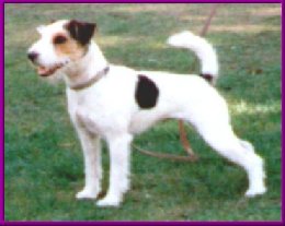 Angel of Raros kallas f�r Prillan