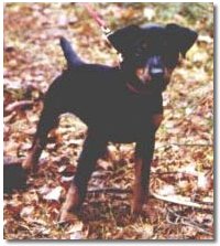 Denbis Xenis, 10 veckor, f�dd: 88-11-18