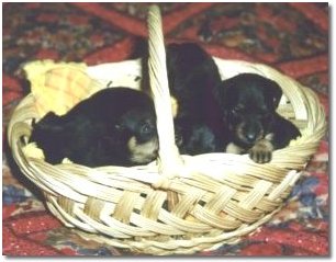 Sm�ttingar i korg...