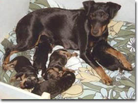 "Tikka" med sin f�rsta valpkull