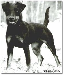 Raros Asta, �rets tjt -93