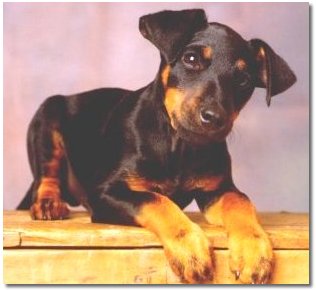 Raros Hugo, 4 m�nader