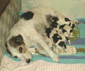 Prillan med valpar, födda 7/7 2001