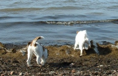 Vicki och Molly �land 22 mars 2003