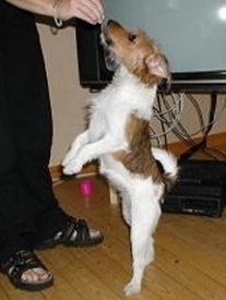 Hj�rdis dansar april 2003