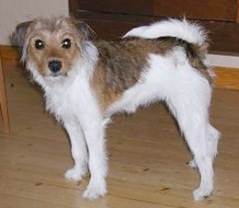 Hj�rdis april 2003